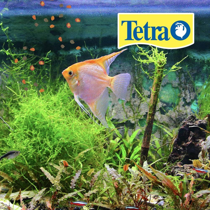 TetraPro Tropical Crisps 6.70 Ounces, Advanced Clear Water Formula for Tropical Fish Aquariums