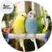 Sweet Feet and Beak XSmall Pumice Perch Bird Swing - Blue, 4.5 Inches, Safe Bird Cage Accessories for Small Birds