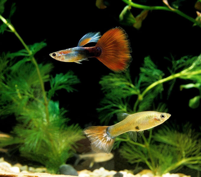 Tropical Fish 1mm-1/32" 40% protein floating pellets for discus, cichlids, betta, guppies, tetras, live bearers, baby koi and smaller tropical fish