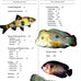 Illustrated encyclopedia of aquarium fish, hardcover, 1995 edition, 1st January
