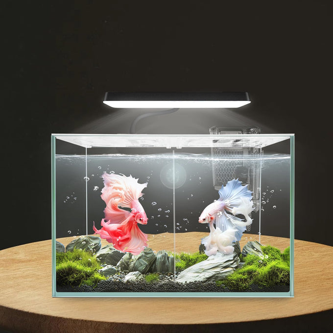 12.6" L 3-gallon nano glass aquarium with separator plate, LED light, filter for betta, multi-functional square fish tank, white 4mm glass