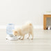 Amazon Basics 1 Gallon Gravity Pet Water Dispenser, Small, Easy to Clean, Gray, for Cat and Dog