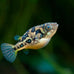 swimming-creatures-5-pcs-assorted-tropical-fish-combo-pack-with-rasboras-rainbowfish-and-more-freshwater-aquarium-fish-live