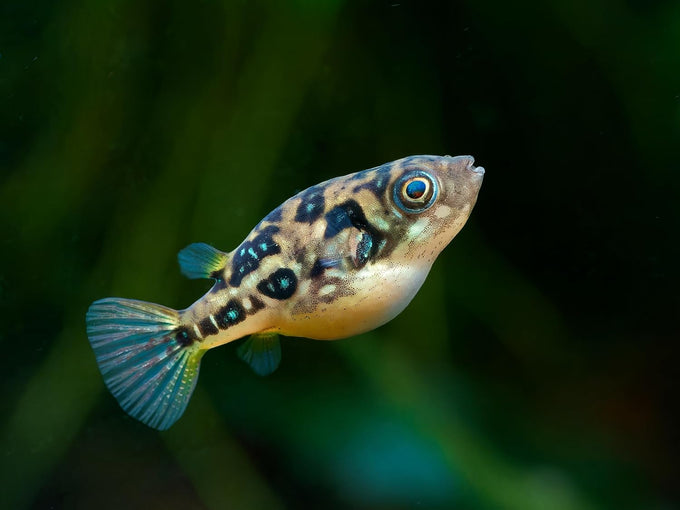 swimming-creatures-5-pcs-assorted-tropical-fish-combo-pack-with-rasboras-rainbowfish-and-more-freshwater-aquarium-fish-live