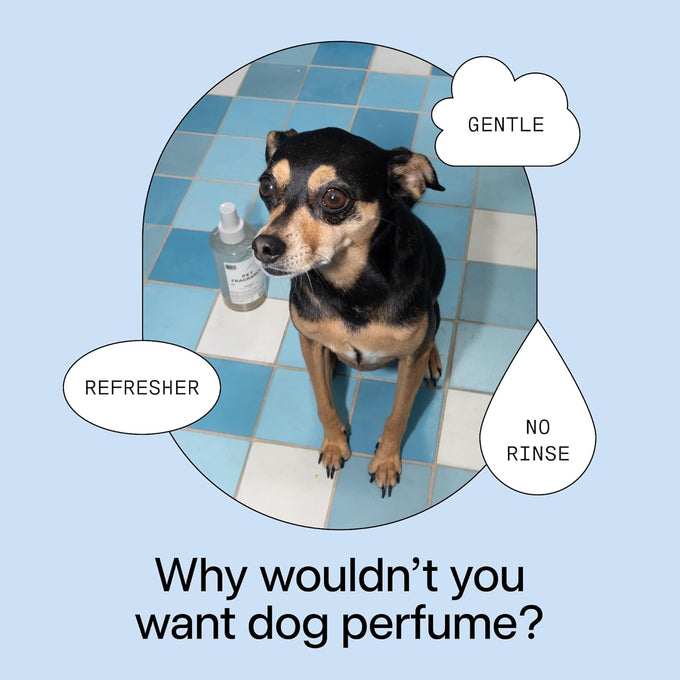 DedCool 01 Taunt Clean Luxury Pet Perfume for Dogs 8.5 fl oz Non-Toxic Vegan Deodorizing Spray