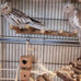 Natural Wooden Bird Ladder for Small Animal Exercise and Chewing Toy, 12.2 inches, Easy Installation