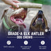 Devil Dog Pet Co. Medium 5+ USA Sourced Natural Elk Antler Dog Chew for Aggressive Chewers