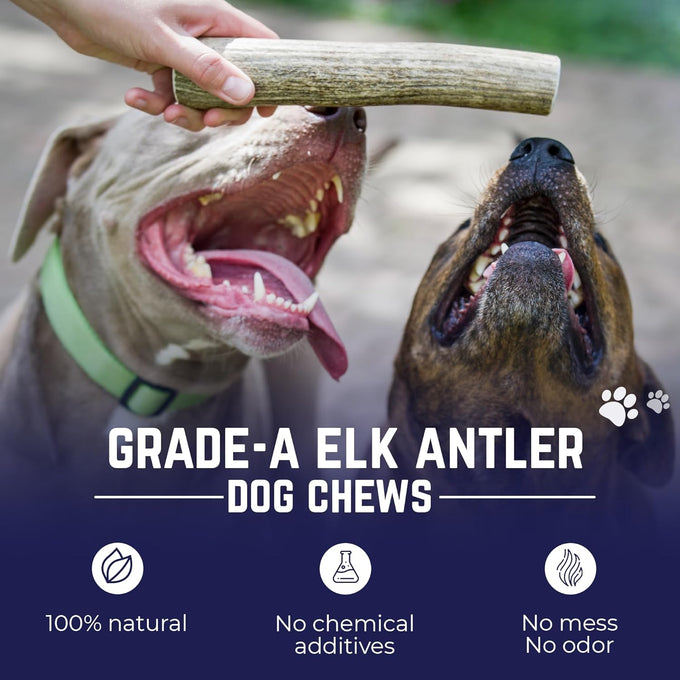 Devil Dog Pet Co. Medium 5+ USA Sourced Natural Elk Antler Dog Chew for Aggressive Chewers