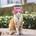 DYOART Custom Dog and Cat Visor Hats with Ear Holes, Personalized with Pet's Name, Multiple Sizes