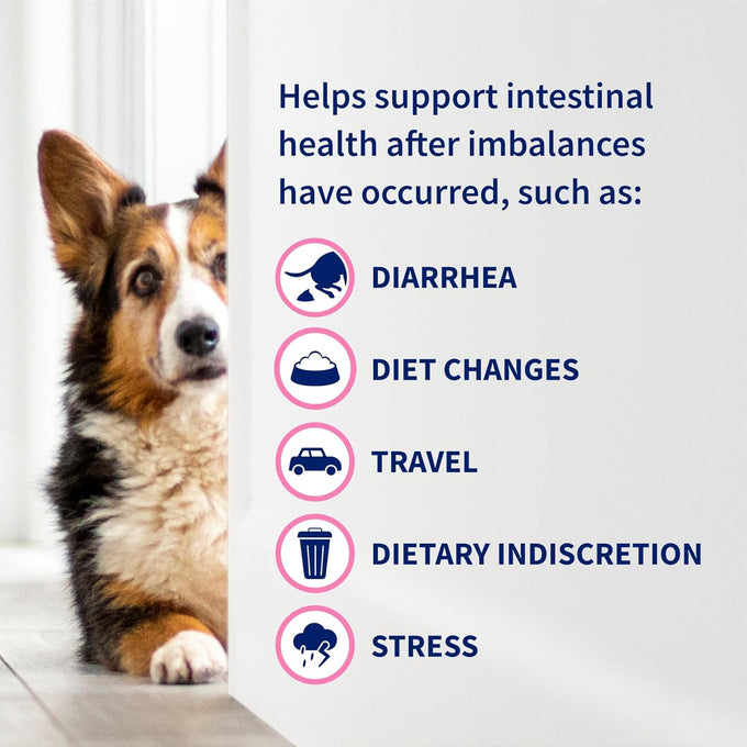 nutramax proviable probiotics for dogs and cats, 5 billion cfus, 80 capsules