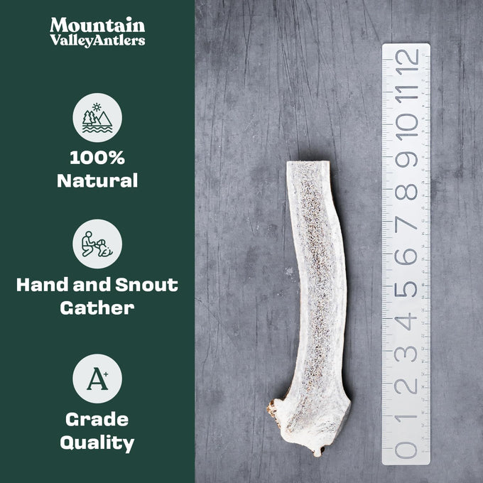 Mountain Valley elk antlers for dogs - 100% natural & organic chews, no odor, no mess, long lasting, grade A, large size