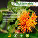Old Potters Non-GMO Safflower Seed for Wildlife Bird Feeding, USA Small Farm Grown, 6 lbs, 8 lb bag