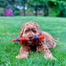 chuckit ultra fetch stick 12 inch interactive dog toy for all breed sizes