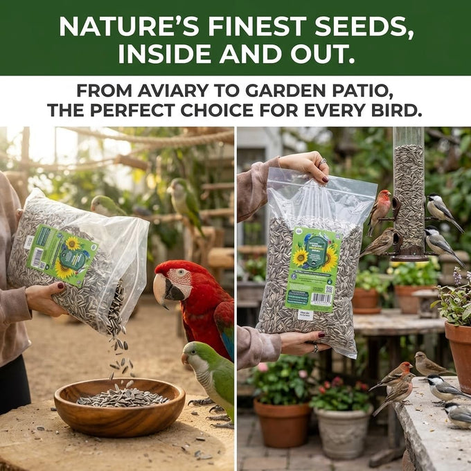nemeth-farms-striped-sunflower-seeds-for-parrots-bird-food-5-lb-extra-large-gray-5