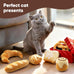 ciyvolyeen bread catnip toys 6 pack for indoor interactive kittens chew bite kick toys