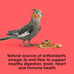 Kaytee Fiesta Cockatiel Food, 2.5 pounds, Nutritious and Fun Blend for Skin, Feather, Digestion, Brain, and Heart Health