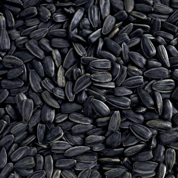 Black Oil Sunflower Seeds, 15 Pounds, Wild Bird Food, No Grow Seed, Attracts Songbirds