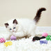 Cat Toys Set for Indoor Cats, 35-Pack Interactive Toy Set with Colorful Springs and Mouse