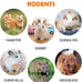 Sofier handmade 12pcs timothy hay treats natural chews for rabbit guinea pig hamster chinchilla rat gerbil
