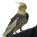 Better Bird Premium Cockatiel Food 4.5 lb Jar, Millet and Sunflower Seed Blend for Cockatiels