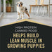 Purina Pro Plan Sport Puppy Food, Beef & Rice, 13oz Cans (Pack of 12)