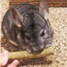 Natural Apple & Oat Puff Sticks for Small Pets - High Fiber, Variety, Dental Health, Oat Hay - 6 oz.