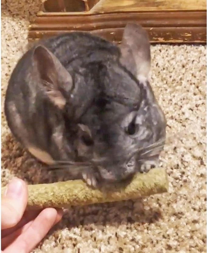Natural Apple & Oat Puff Sticks for Small Pets - High Fiber, Variety, Dental Health, Oat Hay - 6 oz.