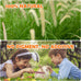 Sofier Timothy Hay Sticks 32PCS Natural Handmade Treats for Rabbit Guinea Pig Hamster Chinchilla Toy Set