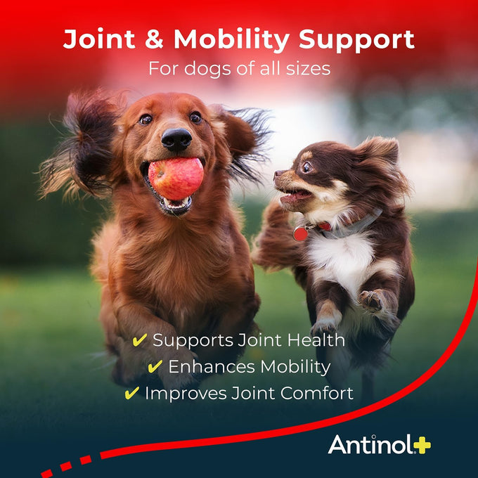Antinol Plus Dog Joint Supplement with Green-Lipped Mussels and Krill Oil for Mobility and Health