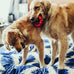 Kong natural rubber ring toy for small to medium dogs supports dental health and playtime