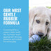 Kong puppy natural rubber soft chew toy for small puppies blue color gentle on teeth