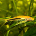 swimming-creatures-5-pcs-assorted-tropical-fish-combo-pack-with-rasboras-rainbowfish-and-more-freshwater-aquarium-fish-live