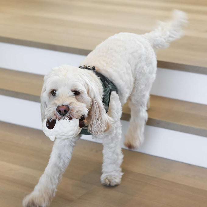 rocket & rex natural rubber and cotton dog chew toy set for small breeds, 6 pack assortment toy bundle