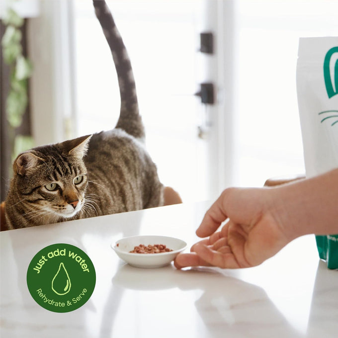 smallbatch freeze-dried raw cat food, beef recipe, high protein meal or topper, 10oz bag, usa made