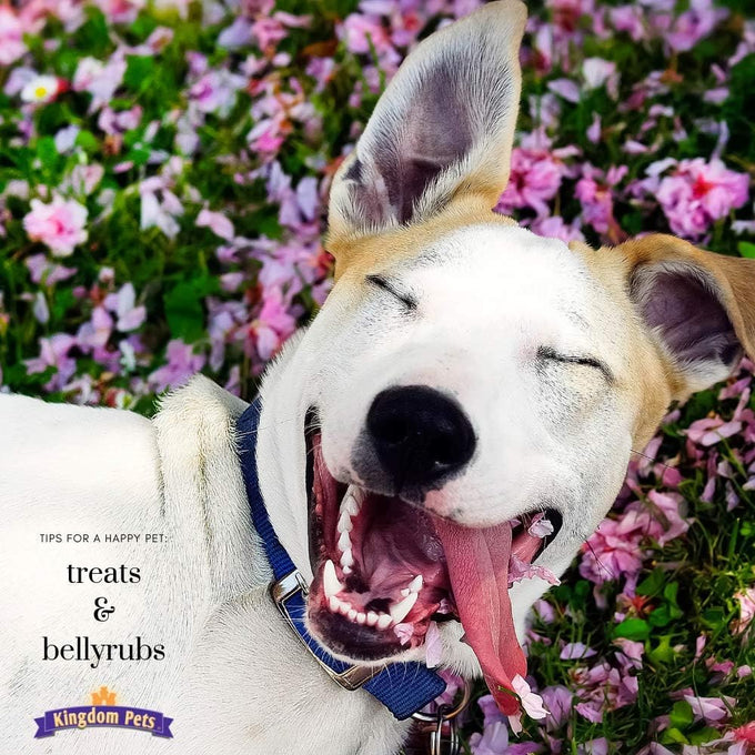Duck jerky dog treats with only 3 natural ingredients, no fillers, 2.5 pound bag, grain-free and low-fat