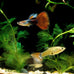 Aquatic Foods premium tropical fish flakes for cichlids, tetras, goldfish, and livebearers with 2-type pellet mix and 4-type wafers