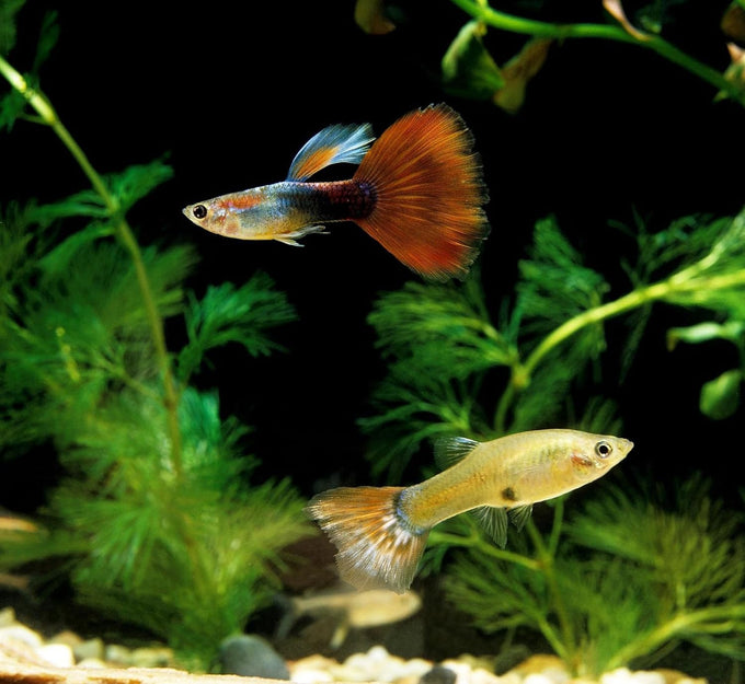 Aquatic Foods premium tropical fish flakes for cichlids, tetras, goldfish, and livebearers with 2-type pellet mix and 4-type wafers