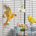 Bird Parrot Bells Toy for Budgie Parakeet Cockatiel Conure African Grey Lovebird with Sweet Sound