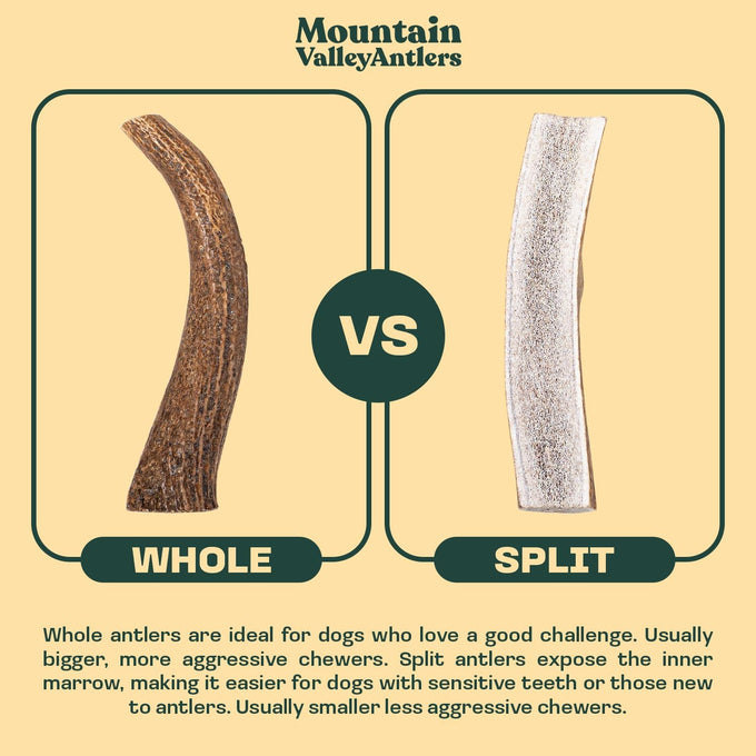 Mountain Valley Grade A Whole Large Elk Dog Antlers, 100% Natural & Organic, No Odor, No Mess, Long Lasting