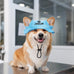 DYOART Custom Dog and Cat Visor Hats with Ear Holes, Personalized with Pet's Name, Multiple Sizes