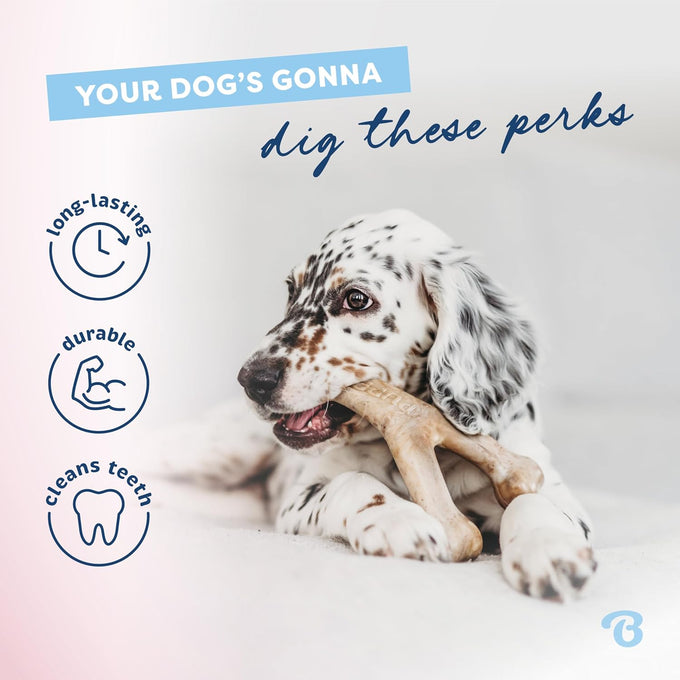 Benebone puppy 2-pack dental chews with real bacon flavor, made in usa, gentle on little teeth