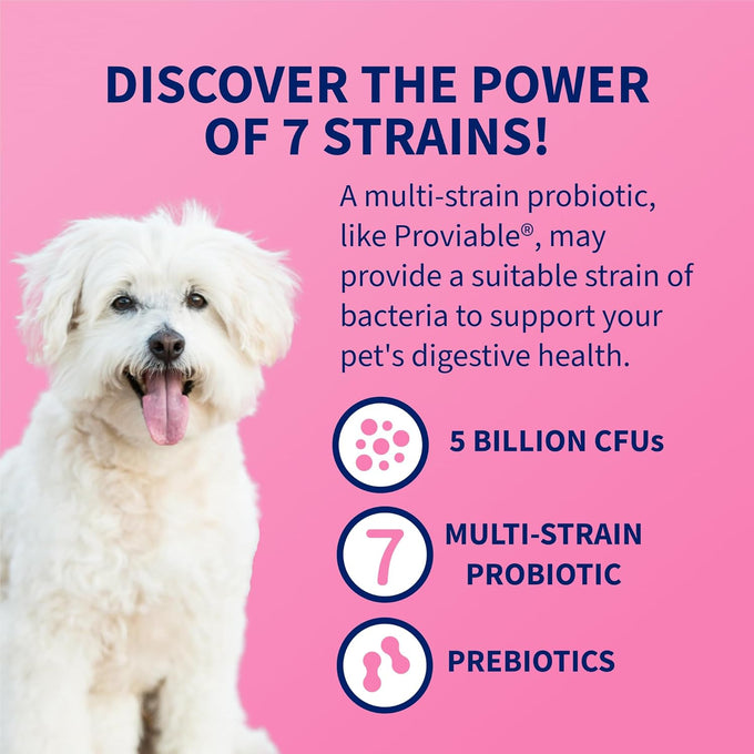 nutramax proviable probiotics for dogs and cats, 5 billion cfus, 80 capsules