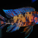 Aquatic Foods 12-Type Ultra Mix Tropical Fish Food 1/2-lb Bag
