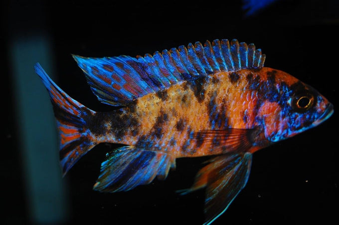 Aquatic Foods 12-Type Ultra Mix Tropical Fish Food 1/2-lb Bag
