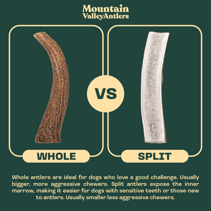 Mountain Valley elk antlers for dogs - 100% natural & organic chews, no odor, no mess, long lasting, grade A, large size
