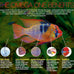 Omega One 0.42 oz Goldfish Flakes for Sensitive Digestive Systems with Color-Boosting Salmon & Kelp, Low Starch Formula