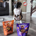 Fromm Crunchy Os Peanut Butter Jammers Dog Treats, Premium Crunchy Dog Treats with Peanut Butter