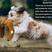 jalousie small medium breed puppy squeaky plush toys multipack 24 pieces gift