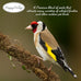 Happy Wings Finch Blend Bird Food, 5 Pounds, Mix of Sunflower Hearts/Kernels and Nyjer, No Grow Seed for Wild Birds