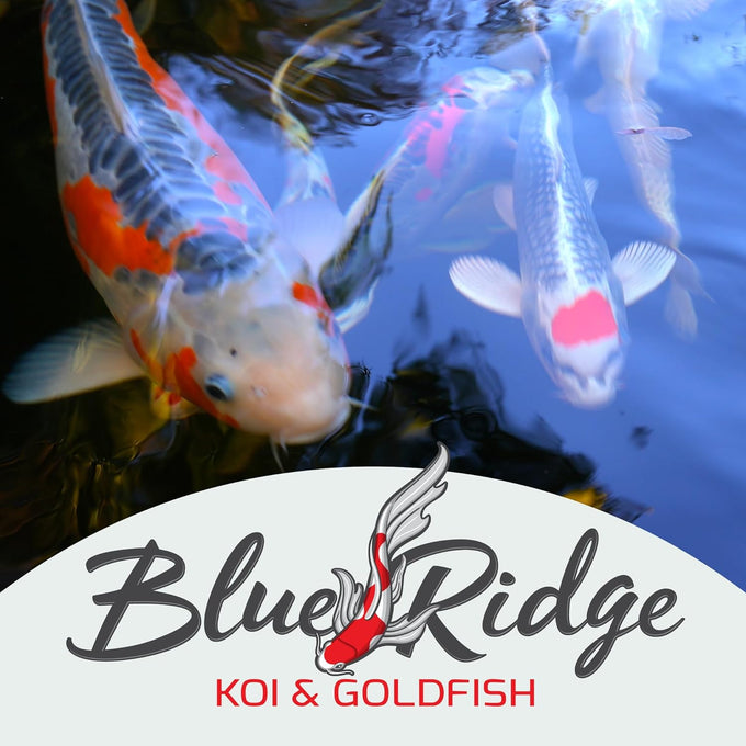 Blue Ridge Koi Fish Food 5lb - Mini Growth Formula for Koi and Goldfish in Ponds, Premium Floating Pellets